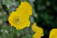 Papaver cambricum - Welsh poppy
