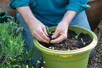 Beta vulgaris - Garden potting beetroot seedlings in a plant pot. 