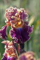 Tall Bearded Iris 'Montmartre' 