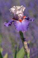 Tall Bearded Iris 'Hot Gossip'