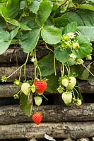 Fragaria - Strawberry - plants overhanging raised bed with flower, unripe and ripe fruit 