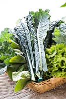 Black cabbage and salad leaves in a basket.