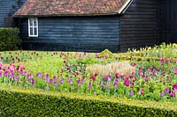 A formal garden with box edged beds Buxus and mixed tulips in Spring.