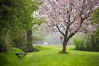 View across lawn to Cherry tree - Prunus beside the stream. 