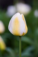 Tulipa 'Angels Wish'