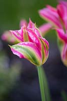 Tulipa 'Virichic' - viridiflora tulip