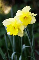 Narcissus 'St Patricks day' - close up of  two flowers 