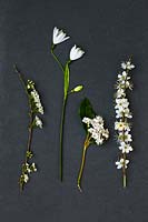 White spring flowers - Leucojum aestivum- Blackthorn - Viburnum tinus - Spiraea x arguta ' Bridal wreath' 