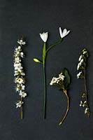 Display of white spring flowers  with dark background- Leucojum aestivum- Blackthorn - Viburnum tinus - Spiraea x arguta ' Bridal wreath' 