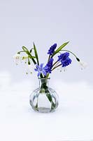 Still life - spring flowers - Muscari -  Leucojum aestivum -  Chionodoxa sardensis - in small glass vase 
