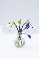 Still life - spring flowers - Muscari -  Leucojum aestivum - in small glass vase 