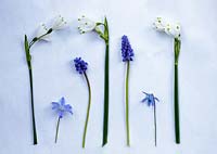 Blue and white spring flowers on blue background - Muscari armeniacum - Scilla siberica - Chionodoxa - Leucojum aestivum 