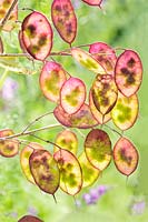 Lunaria annua  - Honesty - seeds