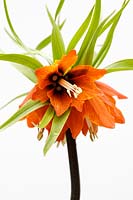 Fritillaria imperialis 'Garland Star' - Crown Imperial - white background