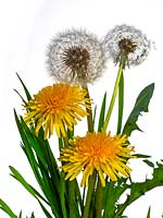 Dandelion Taxaxacum officinale seed heads and flowers