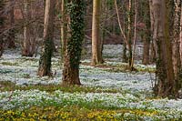 Carpet of Galanthus nivalis - Snowdrops and Eranthis hyemalis - Winter aconites at Walsingham Abbey, Norfolk, UK. 