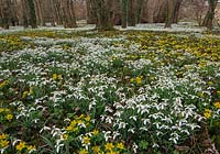 Carpet of Galanthus nivalis - Snowdrops and Eranthis hyemalis - Winter aconites at Walsingham Abbey, Norfolk, UK.
