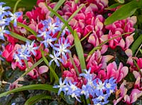 Scilla luciliae - Glory of the Snow and Cyclamen - Sow bread