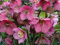 Helleborus 'Madame Lemonnier' - Winter Rose Hellebore in Bud and Bloom 
