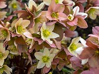 Helleborus nigercors 'Emma' - Hybrid Lenten rose 'Emma'
