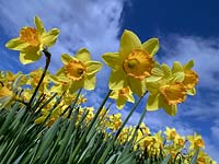 Narcissus 'Fortune' - Daffodil 'Fortune' 