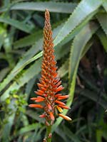 Aloe arborescens, krantz aloe or candelabra aloe.