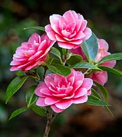 Camellia poea fleurs