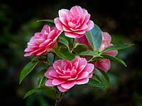 Camellia poea fleurs 