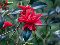 Camellia williamsii anticipation