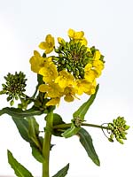 Brassica napus subsp. napus - Rapeseed
