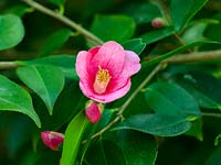 Camellia 'Cornish Spring' cuspidata x japonica 