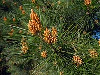 Pinus radiata - Monterey pine pollen cones 
