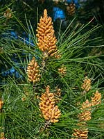 Pinus radiata Monterey pine pollen cones 
