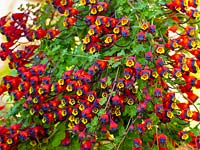 Tropaeolum tricolor - Three-coloured Nasturtium 