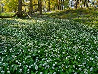 Allium ursinum  Wild garlic Ramsons  