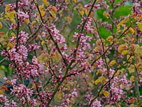Cercis siliquastrumin blossom and with new foliage