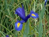 Iris x hollandica 'Professor Blaauw' - Dutch Iris 