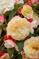 Begonia 'Odorata White Blush'