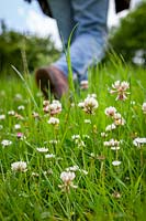 Person walking through a field of Trifolium repens - White clover, Common clover, Creeping clover, Shamrock, Lamb's suckling, Honey stalks