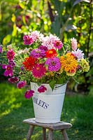 Zinnias and cosmos being conditioned in a bucket.