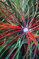 Fascicularia bicolor - Crimson Bromeliad