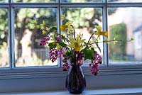 A vase of Narcissus 'February Gold', flowering currant - Ribes sanguineum,  and Forsythia by the window.