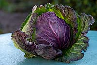 Cabbage 'January King', Brassica oleracea, a Savoy type cabbage that has a good earthy flavour.