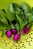 A colander of  home grown  radishes 'Viola'.  One of the first salad crops of the year 