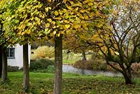 An autumn vista framed by pleached lime trees - Tilia x europaea, across the moat to the Red Poll cattle grazing in the parkland at Columbine Hall.