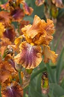 Tall Bearded Iris 'Autumn Leaves'