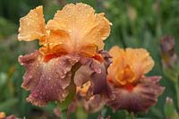 Tall Bearded Iris 'Rio' Keith Keppel, 2000 with rain drops