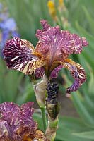 Tall Bearded Iris 'Bewilderbeast' - striped 