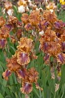 Tall Bearded Iris 'Autumn Leaves' Keith Keppel, 1972