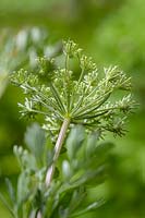 Cenolophium denudatum - Baltic Parsley - back of flowerhead 
